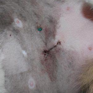 After Surgery Care For Cats - Postoperative Care | Pets In ...