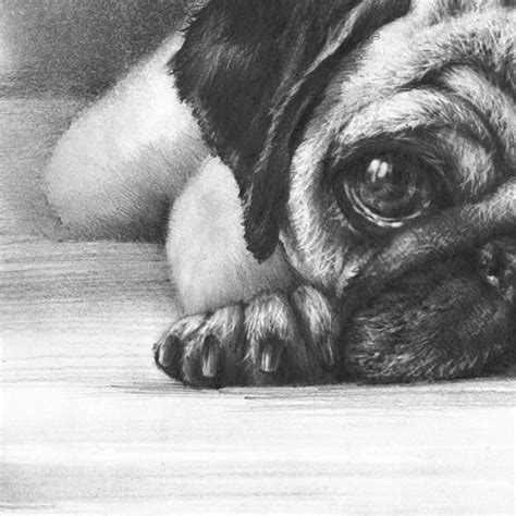 It can be a rough existence, but the appeal of being alone in such remote areas is that we can get close enough to the animals to become part of their lives. dog original drawing, little pug wall art, realistic ...