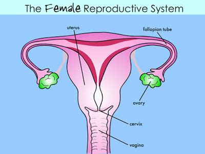 The female body contains many organs that work together to achieve a variety of functions. Natural Science for 5 and 6. : 6º. Unit 3 .REPRODUCTION.