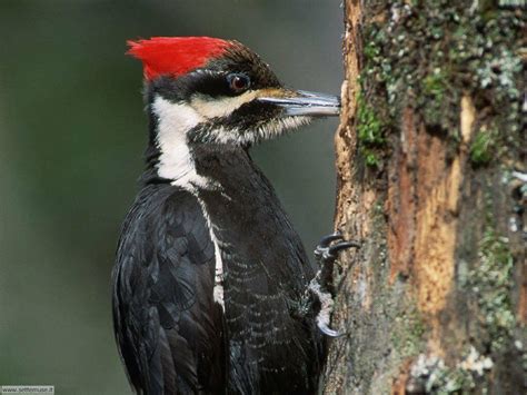 Picchio aims for this coexistence and is taking actions to make humans and bears able to live together while maintaining a moderate distance. FOTO PICCHIO PER SFONDI PC
