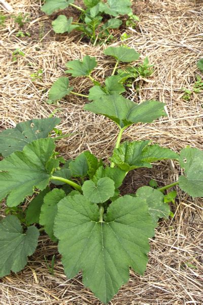 Growing zucchini in containers is simple and very rewarding. The Secrets To Growing Zucchini - How To Grow A Bumper Crop!