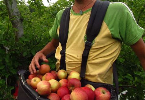 Masker orchards has offered apple picking in new york's hudson valley region for more than a century. Apple picking in Australia | Fruit picking jobs and Farm ...