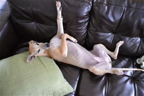 At 6 months, babies need an average of 11 hours of uninterrupted sleep each night, and 3.5 hours of daytime naps spread over. Whippet Dog Photo Contest #6