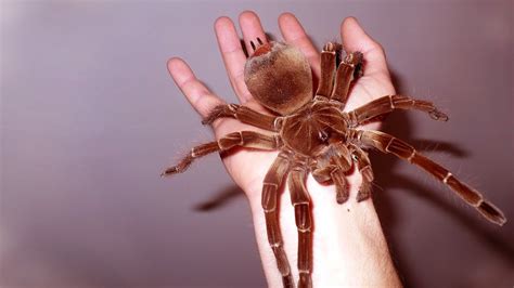 A theraphosa blondi é muito comum e. Conheça os animais mais bizarros e assustadores do mundo ...