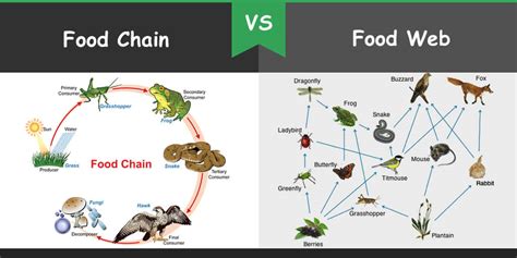 Food chain vs food web definition. Bio Differences - Learn the Biological Differences