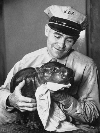 Monifa, a one month old baby pygmy hippopotamus takes a morning bath at taronga zoo on november 7, 2008 in sydney, australia. 'Baby Pygmy Hippo, Gumdrop, Being Rubbed Down Following ...