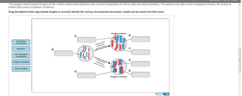 Meiosis results in formation of four daughter cells from a single mother cell in each cycle of cell the process of meiosis as indicated earlier, consists of two types of division, viz., first meiotic and. Solved: This Diagram Shows A Diploid Nucleus (2n=8) In Whi ...