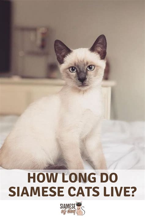 And while nobody can tell you exactly how long an individual's lifespan will be, statistics do allow us to answer the question how long do cats live. How Long Do Siamese Cats Live? How to Increase Their ...