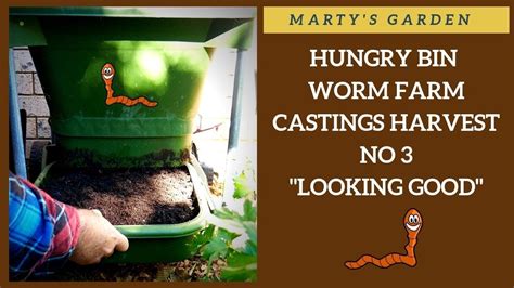 You can buy this amazing fertilizer from a number of online sites but if you have a your garden will practically jump up and shout hallelujah! when fertilized with worm castings tea, and you will be amazed at the growth and. My Next Super WORM FARM HUNGRY Bin Castings Harvest WAY ...