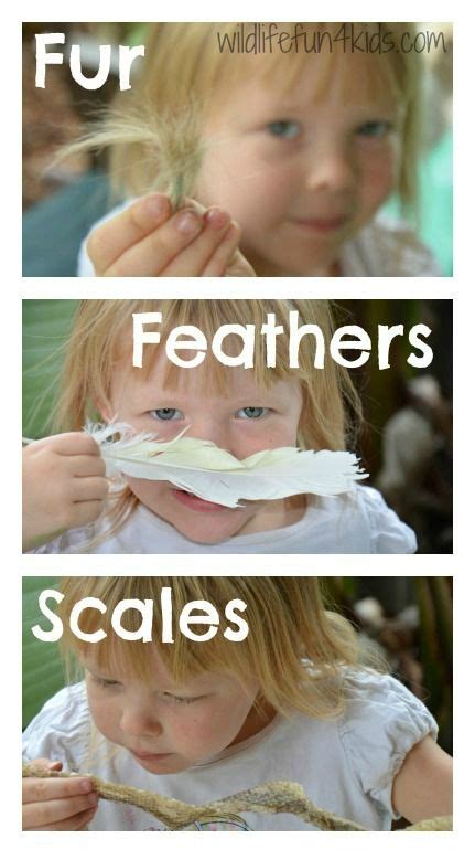 In fact, the feet of all birds and the legs of some are covered. Teach your child the basics of animal classification with ...