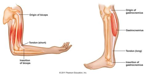 The feet are flexible structures of bones, joints, muscles, and soft tissues that let us stand upright and perform activities like walking, running, and jumping. front