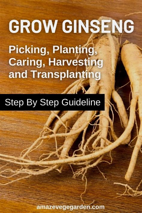 Are they strong enough to pull them? Growing Ginseng - Picking, Planting, Caring, Harvesting ...