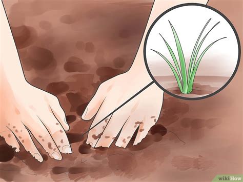 To test this method out, you can crush a few cloves of garlic and then boil them in water. 4 formas de matar mosquitos - wikiHow