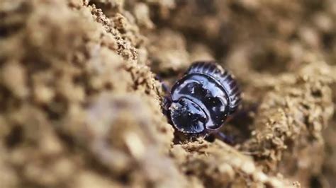 Our last manager was really lazy. Taking care of business: dung beetles in Manu - YouTube