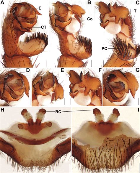 Deviantart is the world's largest online social. Male and female genital anatomy of Songthela xiangnan sp ...