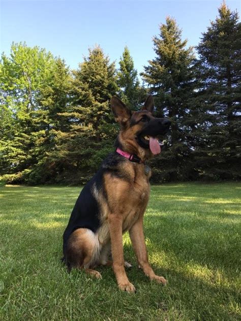 Contact roche's, premier german shepherd breeders wisconsin. Purebred German Shepherd Wisconsin - Photo Gallery