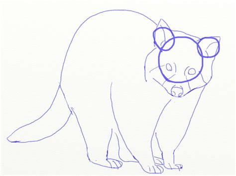 Start today and improve your skills. How to Draw a Raccoon Step by Step | Realistic Drawing of ...