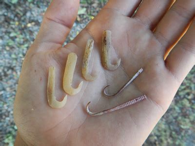 You'll know if you haven't gotten it all because the area will remain sensitive to the touch, trager. Primitive Fishing Techniques
