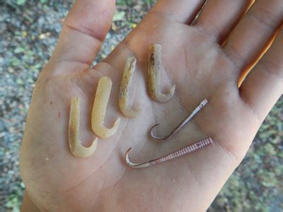 Here you may to know how to get cactus needles out. Primitive Fishing Techniques