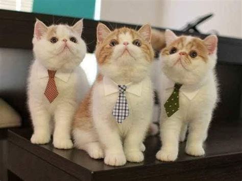 mungkin mereka abis meeting lalu nonton.. 😀 #kucinglucu #gemes | Kucing lucu, Kucing, Foto lucu