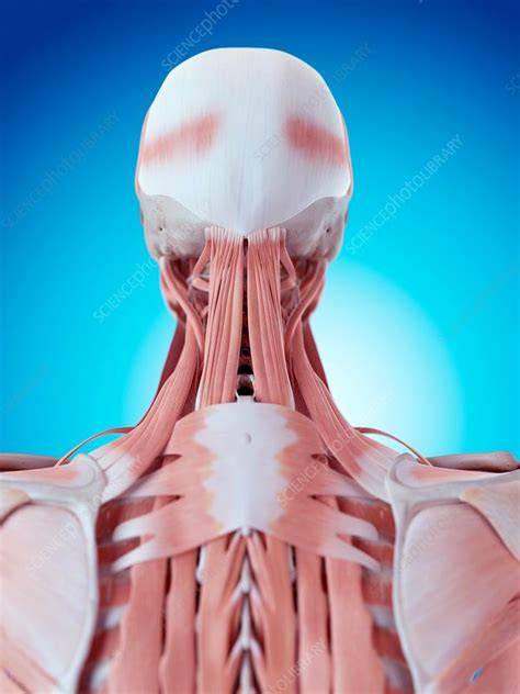 This article describes the anatomy of the head and neck of the human body, including the brain, bones, muscles, blood vessels, nerves, glands, nose, mouth, teeth, tongue, and throat. Human neck and back anatomy - Stock Image - F015/8171 ...