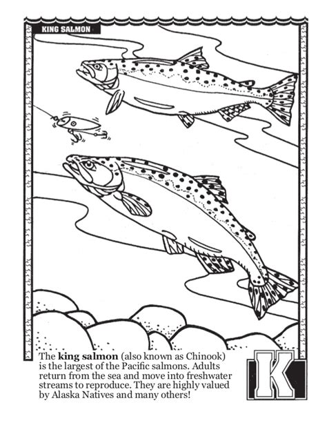 Brown bear catch the salmon coloring page. King Salmon Drawing at GetDrawings | Free download