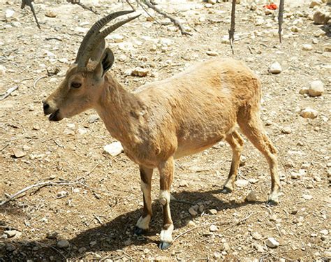 the camel is a large, strong desert animal. Holiday in Mitzpe Ramon | Wooster Geologists