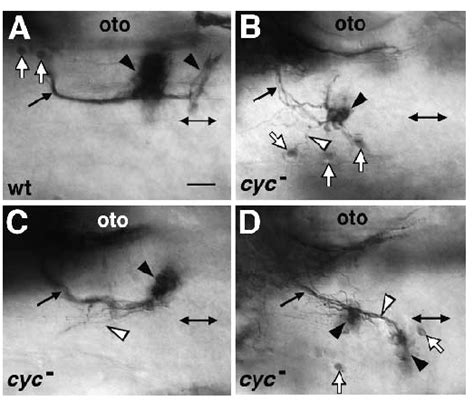 Auditory ossicles xương nhỏ thính giác. The cyc b16 mutation severely disrupts the specification ...