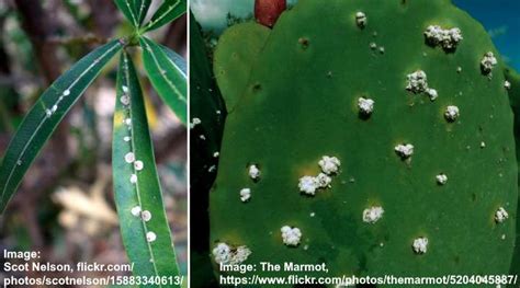 It's probably not fungus it's cochineal scale, a parasitic insect. Scale on Plants: How to Kill Scale Bugs (Scale Insects ...