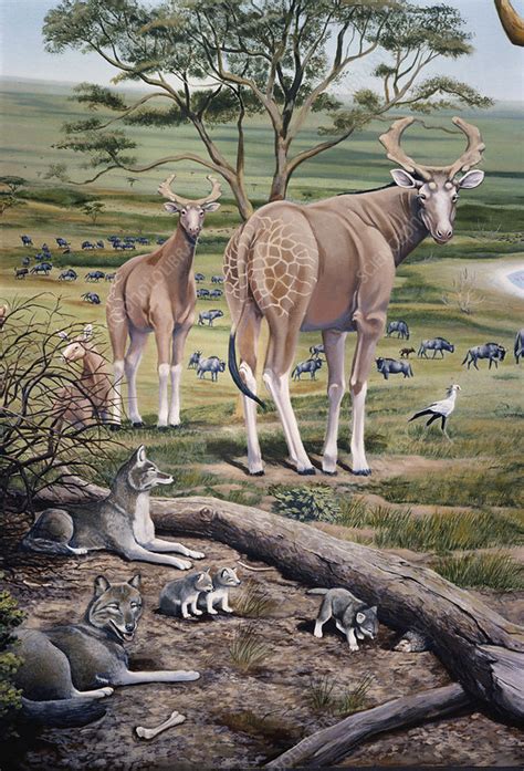 The bushveld and savanna regions of south africa are homes to large numbers of wildlife. Extinct African Animals - Stock Image - C009/2173 ...