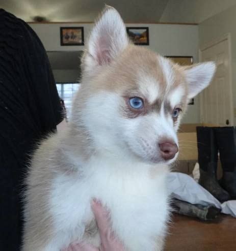 I'm moving to a new apartment that doesn't accept dogs. Pomsky Puppies For Sale | Pittsburgh, PA #244843 | Petzlover