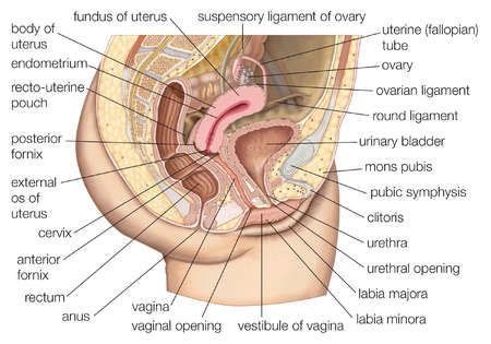 We hope you learned something new. fundus female reproductive system - Google Search | Female reproductive anatomy, Human body ...