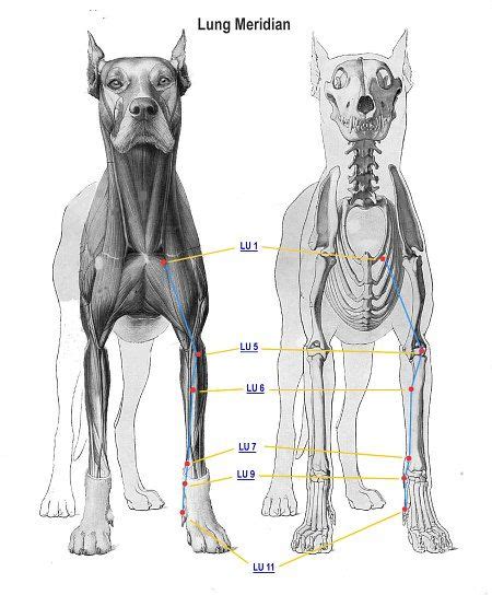 Ankle and foot pain massage therapy connections. Pin on Animals...Cool Aniamls