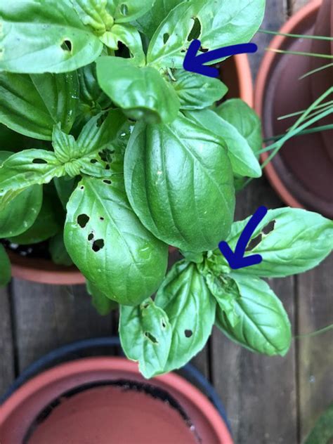 We procure our products from the authentic and trustworthy vendors of the. Help! What's Eating my Basil? - Food Gardening, Foraging ...