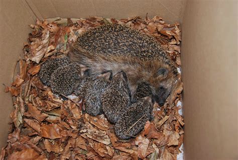 Regenwürmer, schnecken und käfer sind einige der delikatessen, die die tiere verputzen. Achter plus Steuermann - kleinen Igel gefunden was tun ...