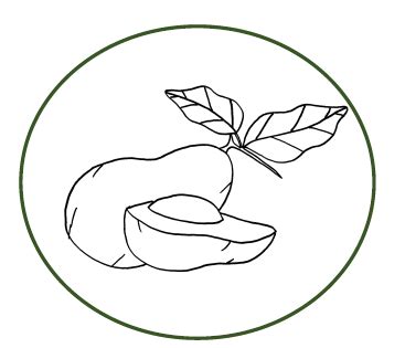 Artinya, apel yang ditanam dari benih yang manis, bisa jadi buah yang dihasilkan tanaman barunya agak masam. Sketsa Apel Png - Silvy Gambar