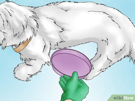 How to obtain a urine sample from a small dog. Comment prélever un échantillon d'urine d'un chien mâle