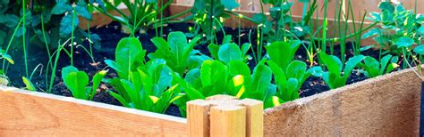 Traditionally, square foot gardening allocates one type of crop per square, with the number of plants based on their mature size. Square Foot Gardening | Love The Garden