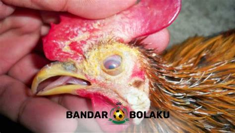 Kurap adalah infeksi menular yang biasa terjadi pada kulit badan, kulit kepala, atau kuku yang disebabkan oleh jamur. Cara Mudah Mengobati Kurap Pada Ayam Bangkok Aduan