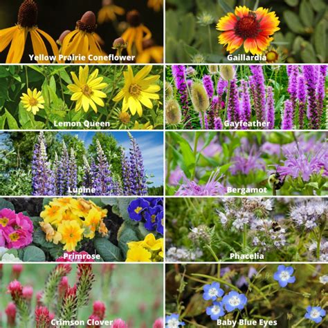 Maybe you would like to learn more about one of these? 400+ Wildflower Mix Annual Perennial BEE MIX Collection ...