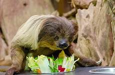 food animals eating zoo sloth animal salad plate lazy nature hair long choloepus vegetables faultier essen seated plants hard vertebrate