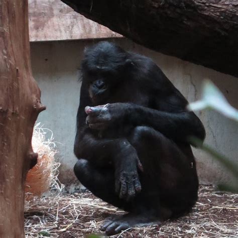 894 316 tykkäystä · 2 538 puhuu tästä. Wuppertaler Zoo reagiert auf Kritik an Bonobo-Haltung ...