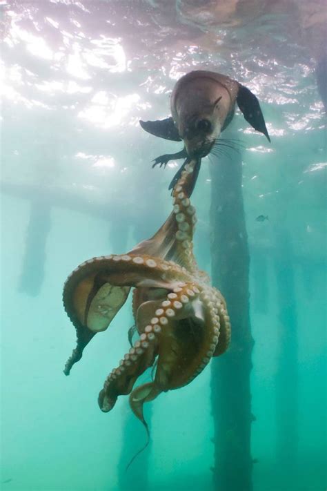 Marine mammal of the family phocidae เผยภาพนาทีระทึก แมวน้ำ สู้ ปลาหมึกยักษ์ ที่ออสเตรเลีย