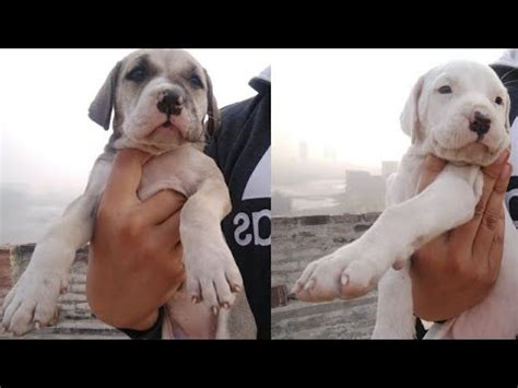 American bulldog puppies for sale. Pakistani bully puppies for sale ,#sheruline pakbully ...