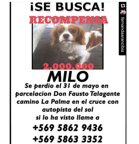 Hija de Coté López se pintó de 'Milo' para recibirlo pero ...