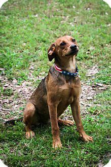 We have been bringing potential partners together in maryland for some time. Hagerstown, MD - Redbone Coonhound/Shepherd (Unknown Type ...