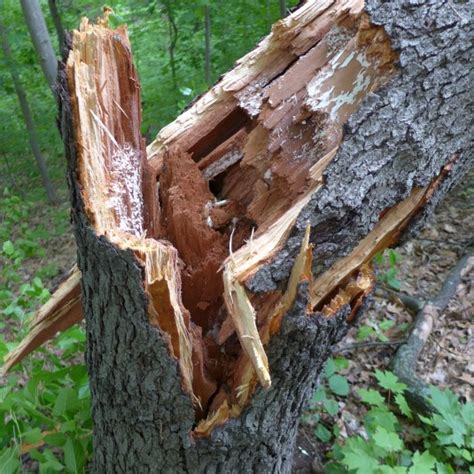 Tel aviv international lgbt filmfestival pressestimmen: What Made This Tree Fall Over? | Outside My Window