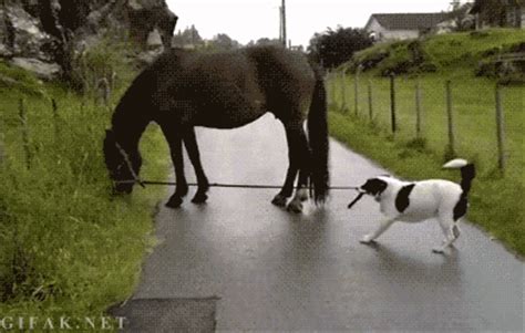 There are 9 frau blucher for sale on etsy, and they cost $38.70 on average. Sharing Funny animal gifs - part 31 (10 gifs) Love ~ I ...