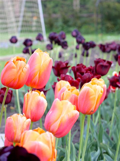 No catch, no surprises, just quality flowers delivered to suit any budget, seven day freshness guarantee with no quibble support and years of experience when it comes to flower delivery. Flowers On Sunday - Bloms Bulbs