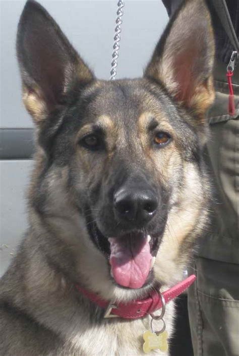 Ready for their furever homes just in time for christmas. German Shepherd Rescue Colorado Springs | PETSIDI
